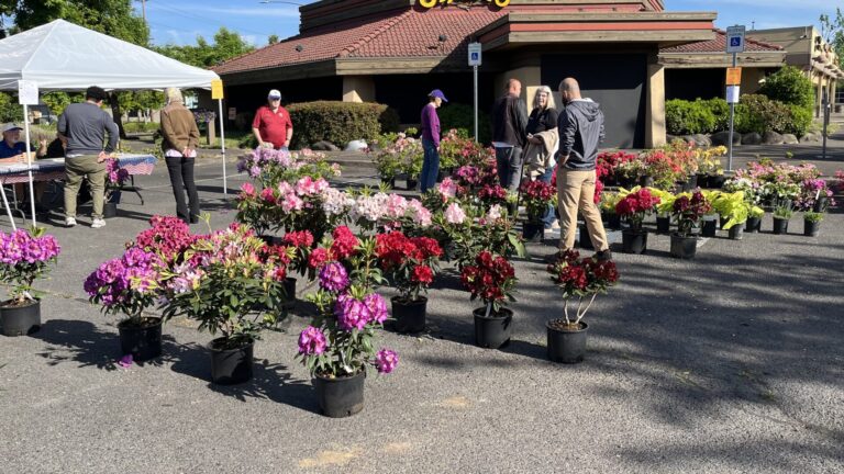 Springfield Lions 2025 Plant Sale